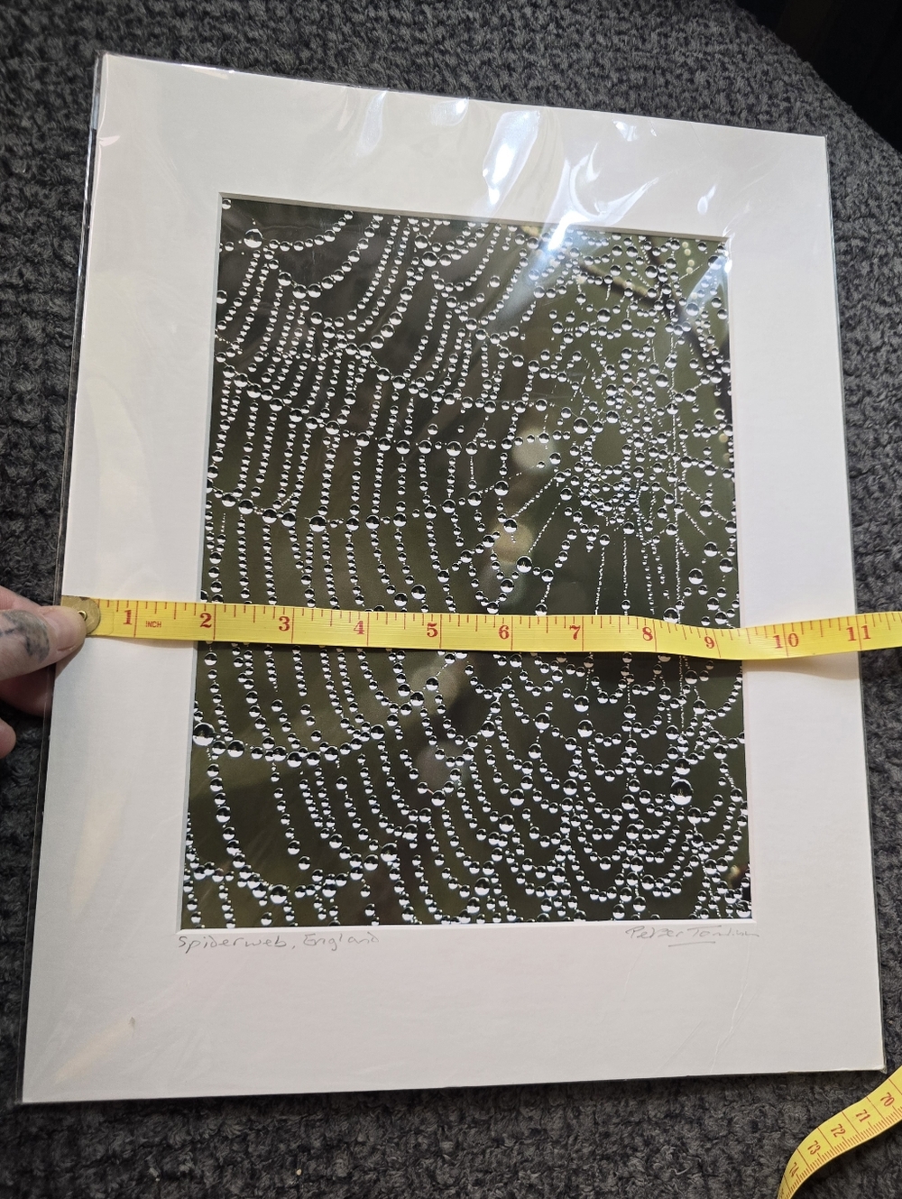 Signed Spiderweb Photography Print Peter Tomlinson Nature Wall Art Matted Surrey - Picture 6 of 7